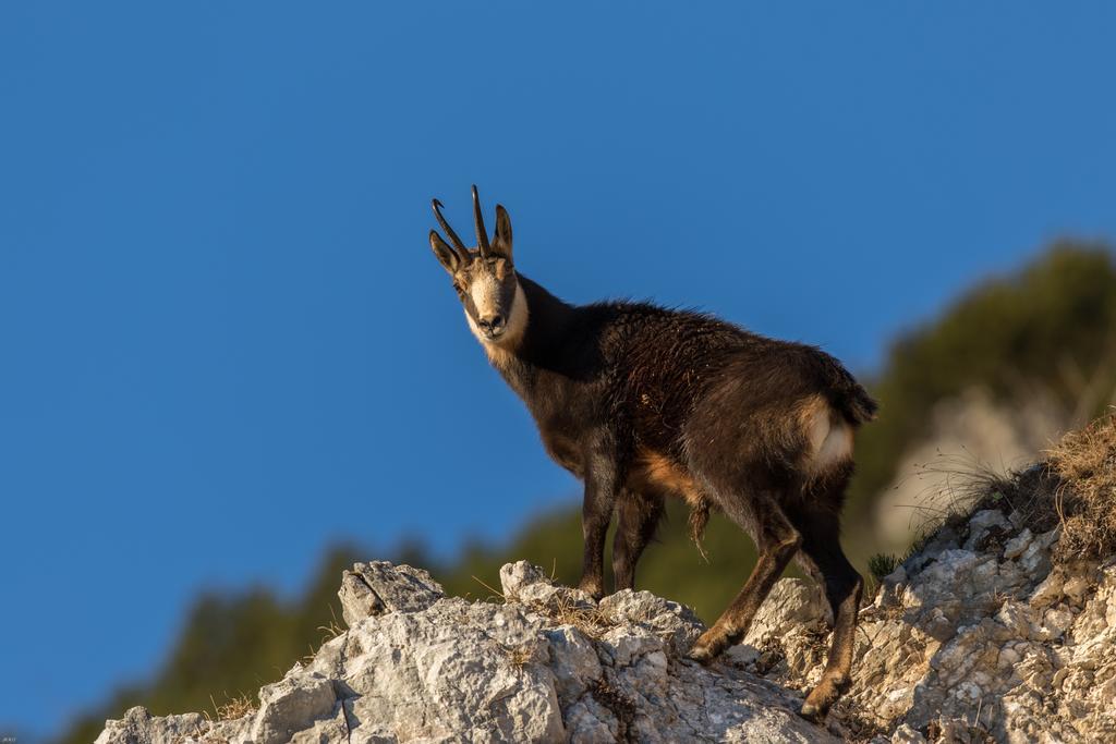 Brunarica Bled Zatrnik Pokljuka Luaran gambar
