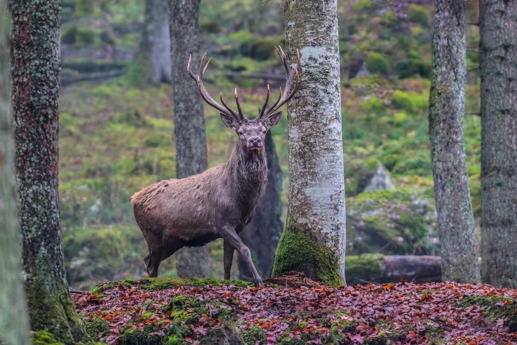 Brunarica Bled Zatrnik Pokljuka Luaran gambar