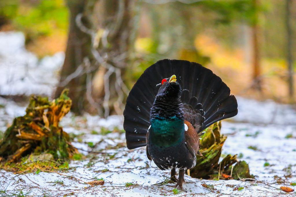 Brunarica Bled Zatrnik Pokljuka Luaran gambar